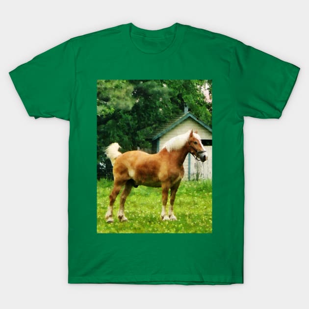 Horses - Palomino in Pasture T-Shirt by SusanSavad